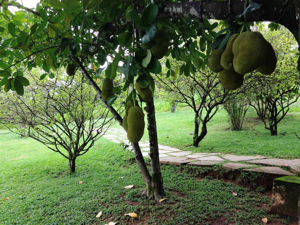 Aguas Vivas Hotel Fazenda Pirenópolis Zewnętrze zdjęcie